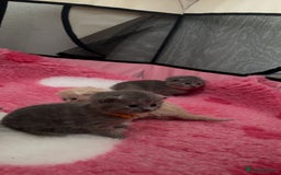 British Shorthair cats for sale: Britishshorthair kittens  - Image 6