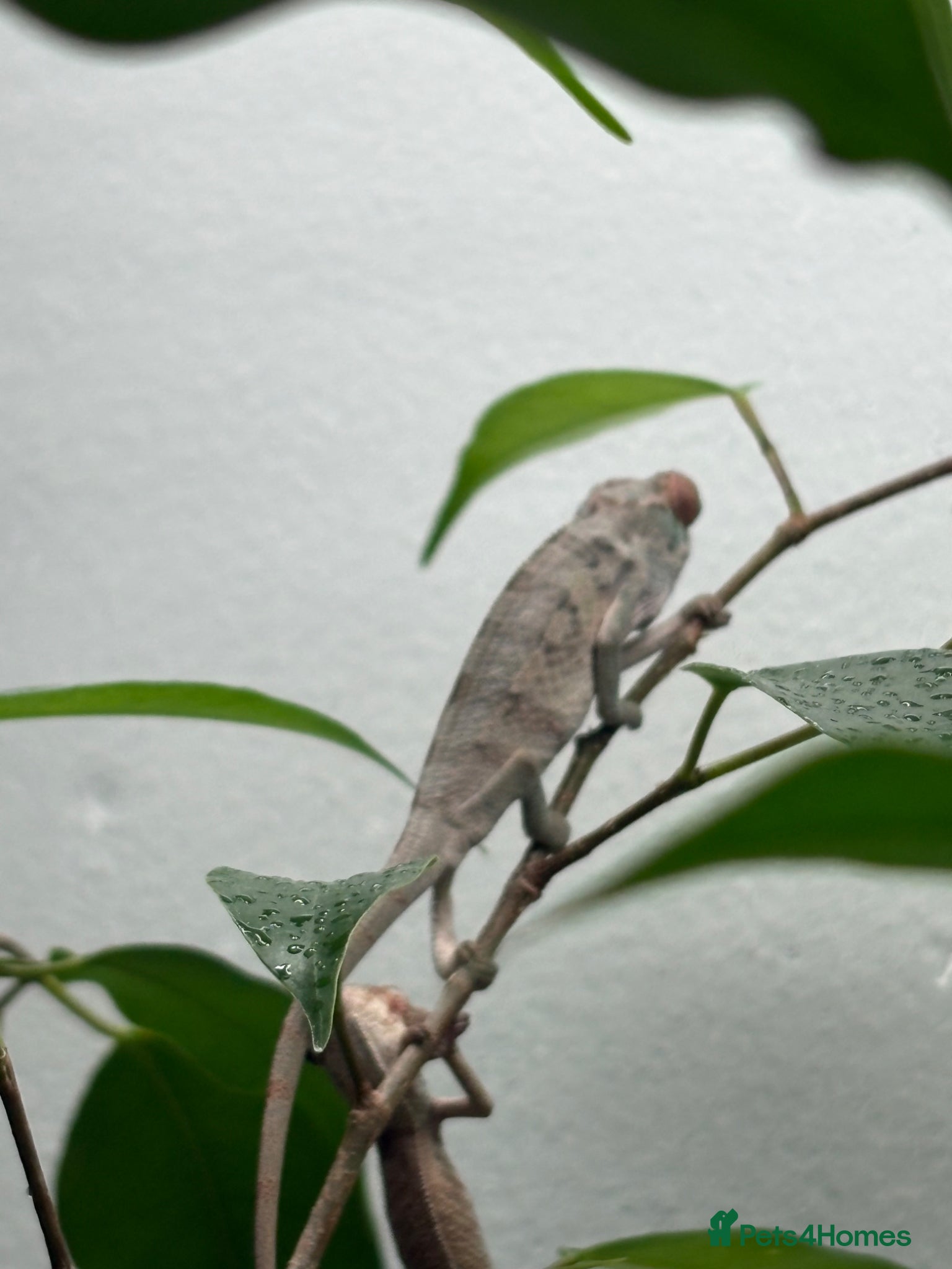 Chameleon reptiles Blue Ambanja Panther Chameleons  - Advert 1