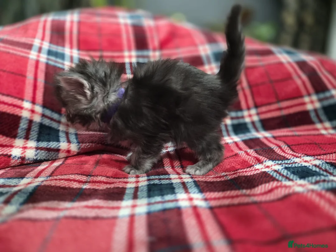 Maine Coon cats for sale: TICA registered Russian lineage Maine coon kittens - Advert 31