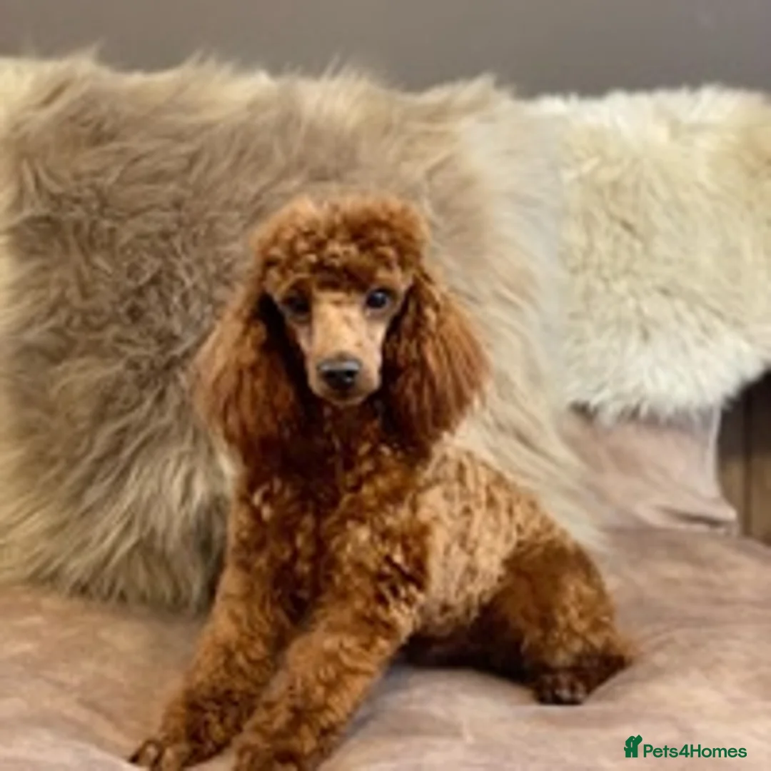 Toy Poodle dogs for stud: Donnajays Professional stud services in Stafford - Advert 4