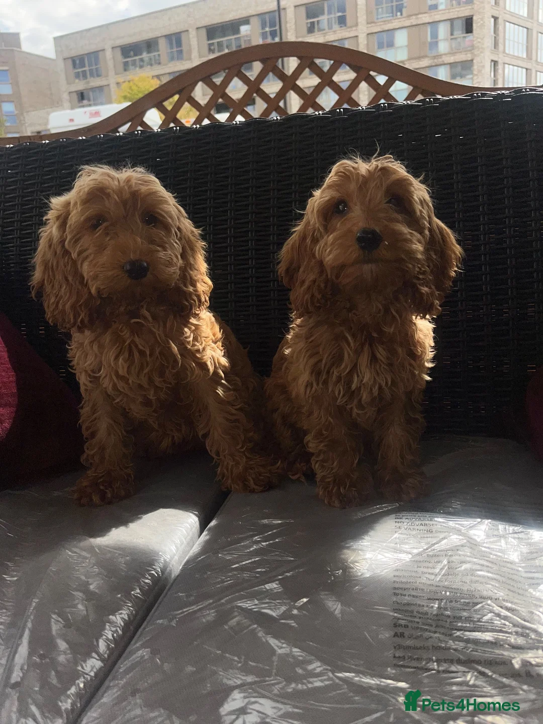Cockapoo dogs for sale: Cockapoo puppies for sale  in London - Advert 4