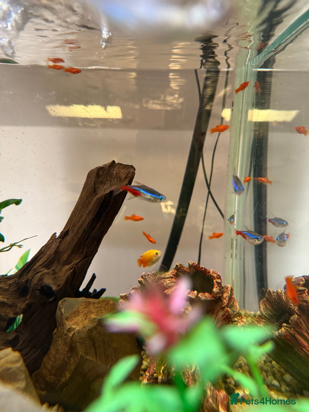 Swordtails fish for sale: Red velvet swordtails - Image 3