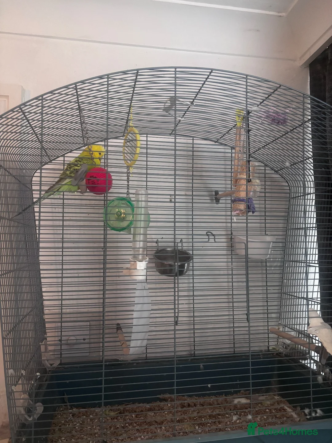 Budgerigars birds for sale: Budgie for sale  in Wakefield - Advert 2