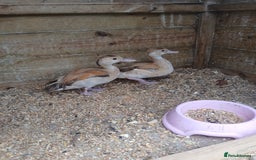 Ducks poultry for sale: male orange ringed teal  duckling  - Image 4