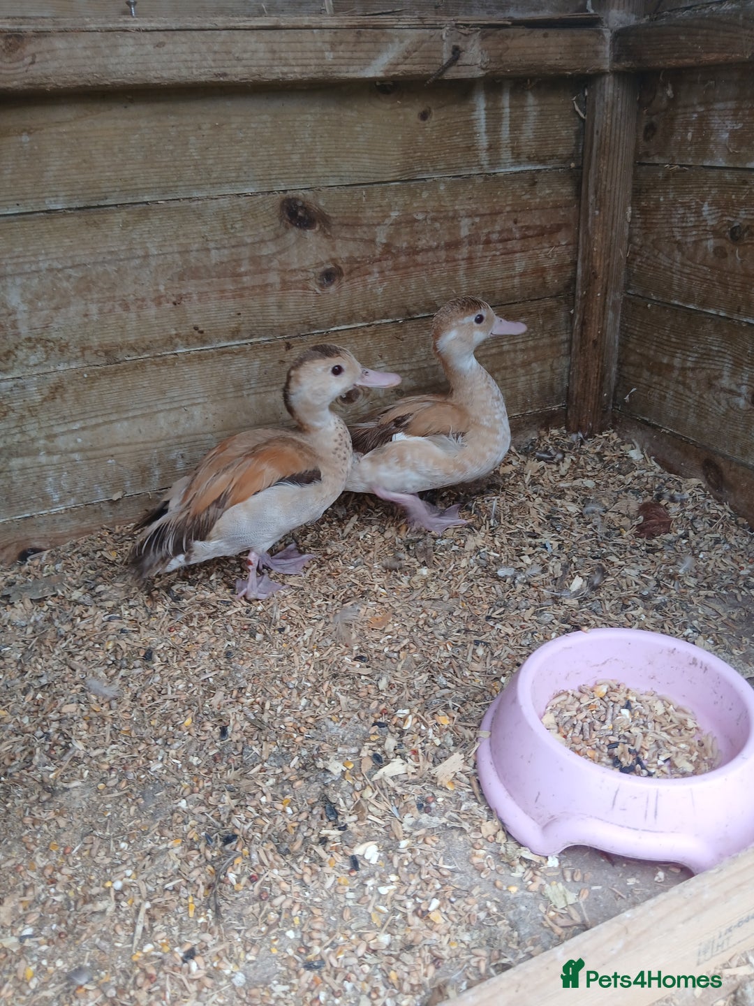 Ducks poultry for sale: male orange ringed teal  duckling  - Image 4