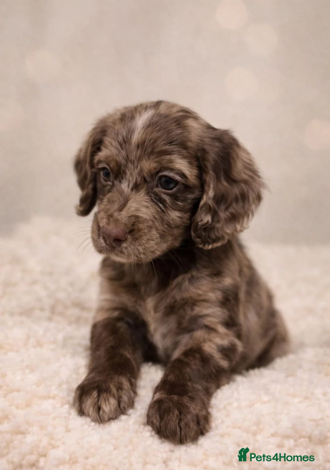 Cocker Spaniel dogs Stunning Working Cocker Spaniel Puppies  - Advert 1