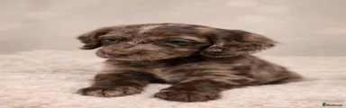 Cocker Spaniel 1