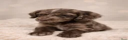 Cocker Spaniel dogs for sale: Stunning Working Cocker Spaniel Puppies  in Warrington - Advert 1