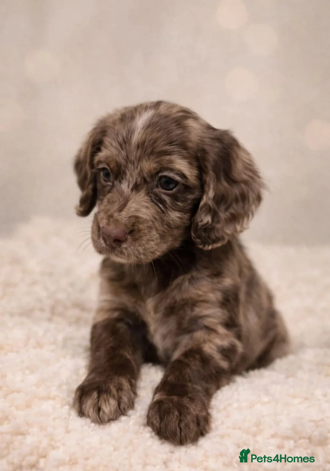 Cocker Spaniel dogs for sale: Stunning Working Cocker Spaniel Puppies  in Warrington - Advert 1