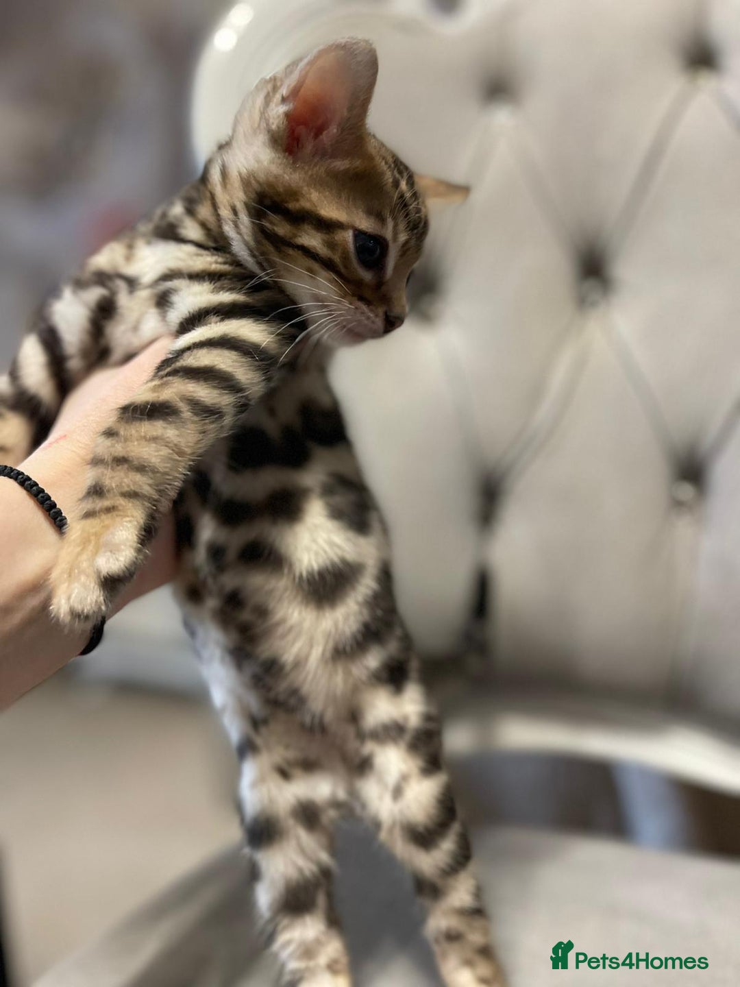 Bengal cats for sale: 5 Outstanding bengal kittens ready for a family  - Advert 18