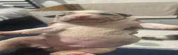 American Bully dogs for sale: Pocket bully puppies Merle fawn pied tri - Advert 22