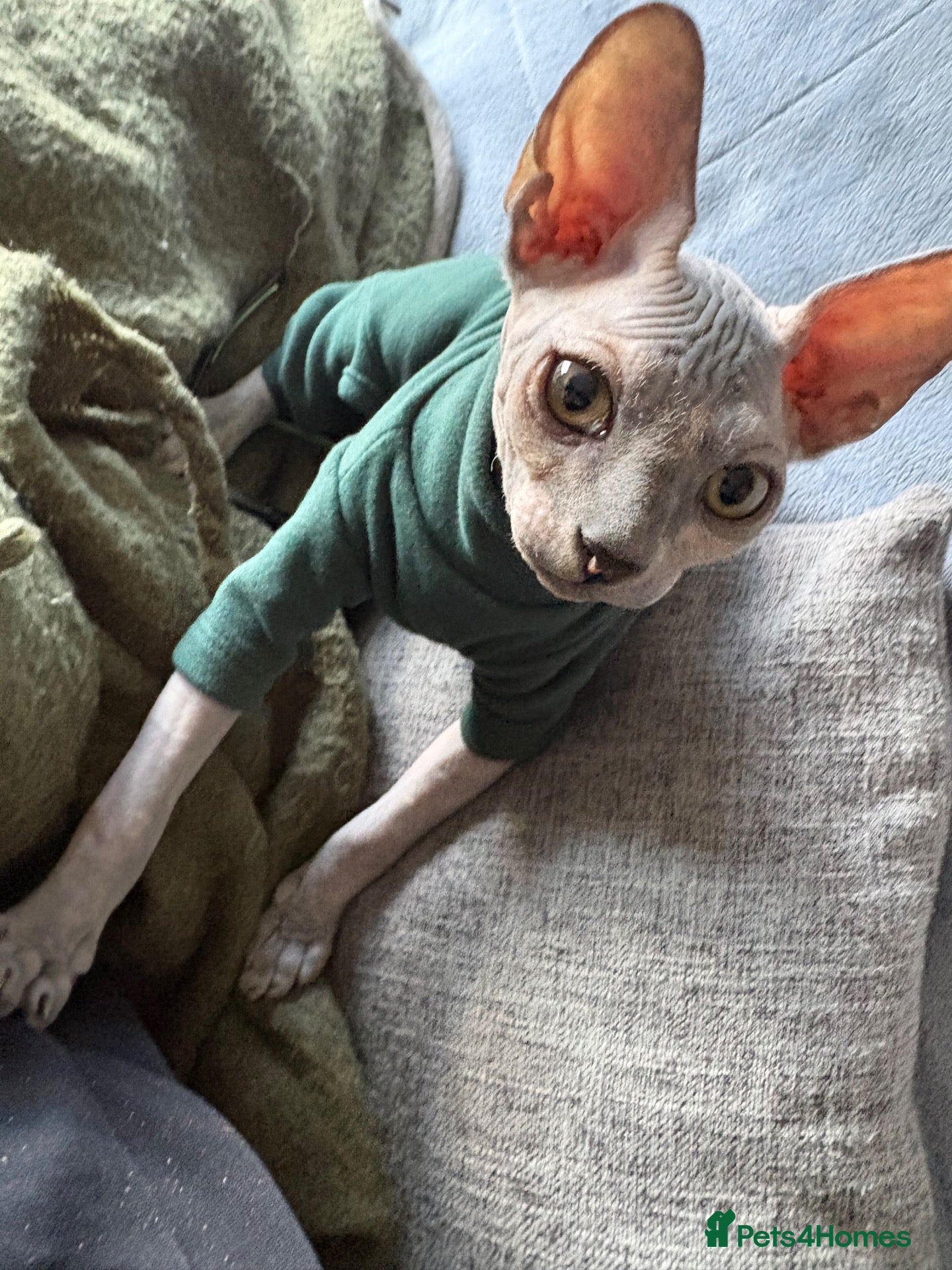 Sphynx cats Phynx girl  - Advert 7