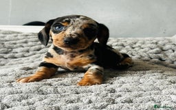 Miniature Dachshund dogs for sale: 4 beautiful daschunds  - Image 4