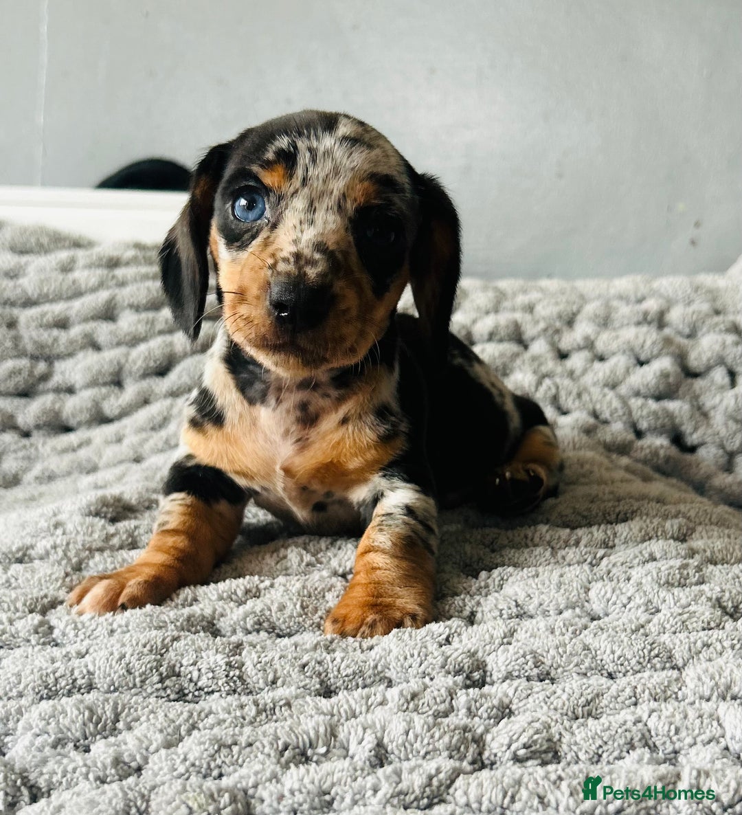 Miniature Dachshund dogs for sale: 4 beautiful daschunds  - Image 4