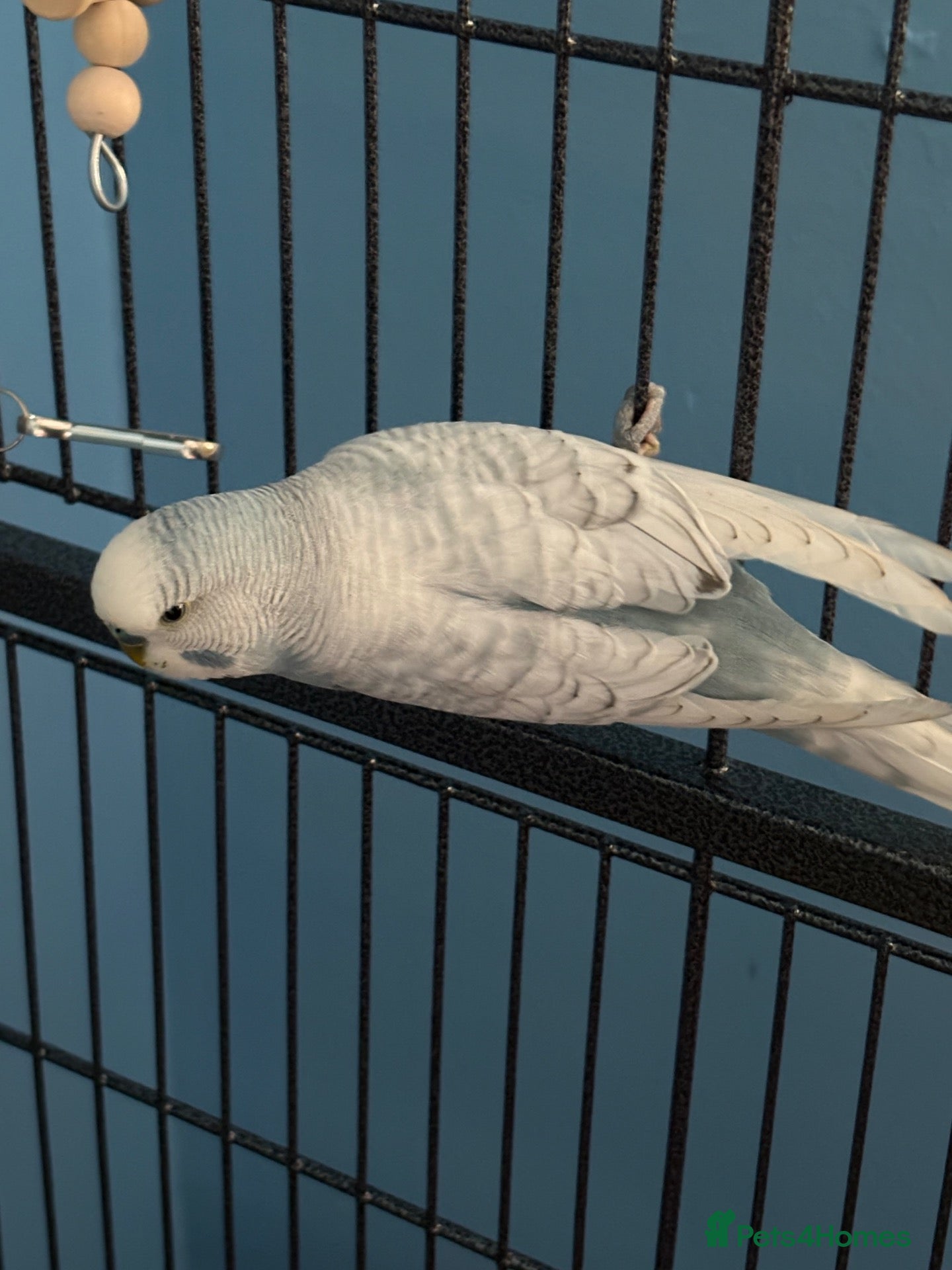 Budgerigars birds Blue and white budgie  - Advert 1