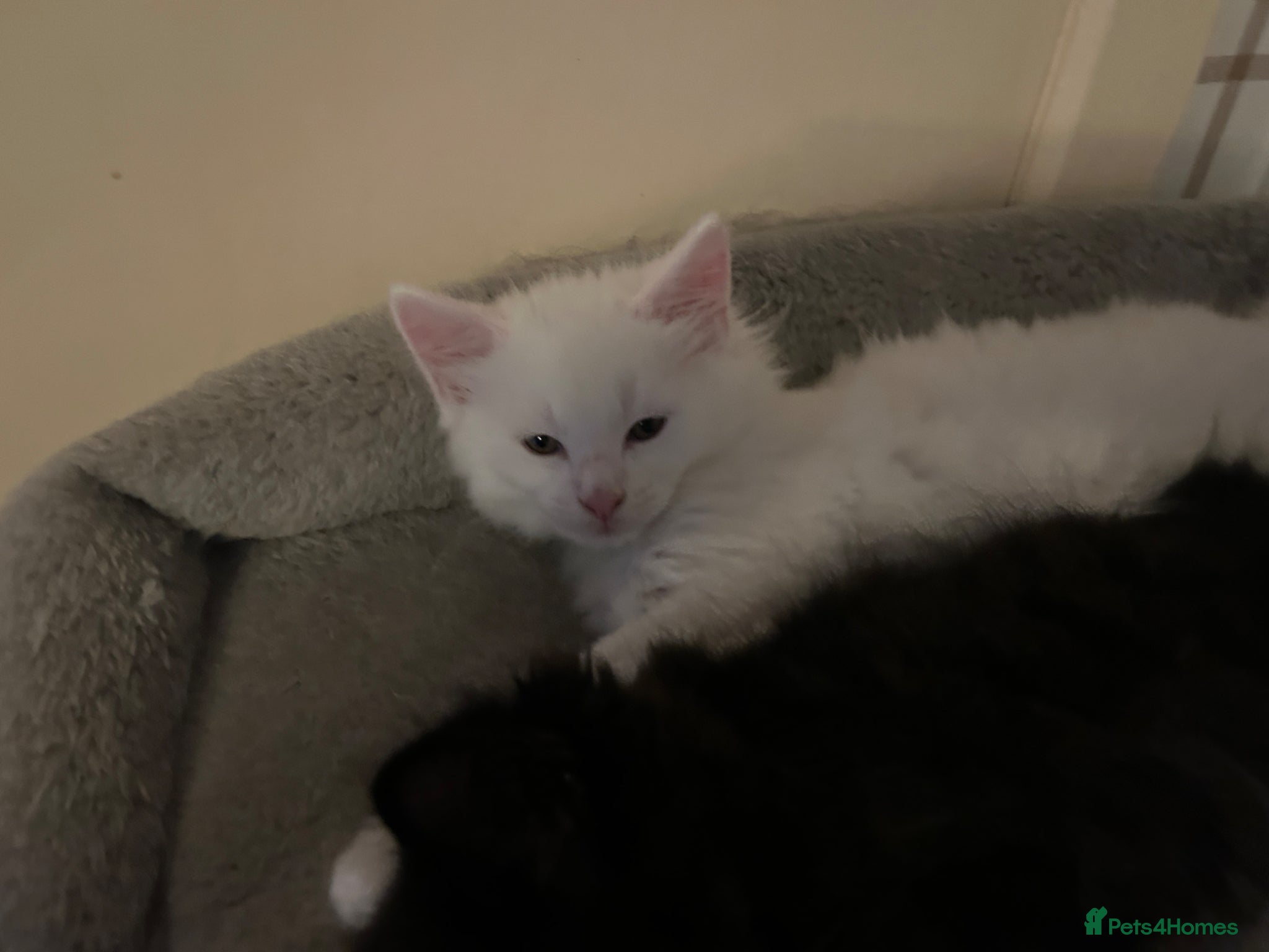 Mixed Breed cats Maine coon X British short hair - Advert 1