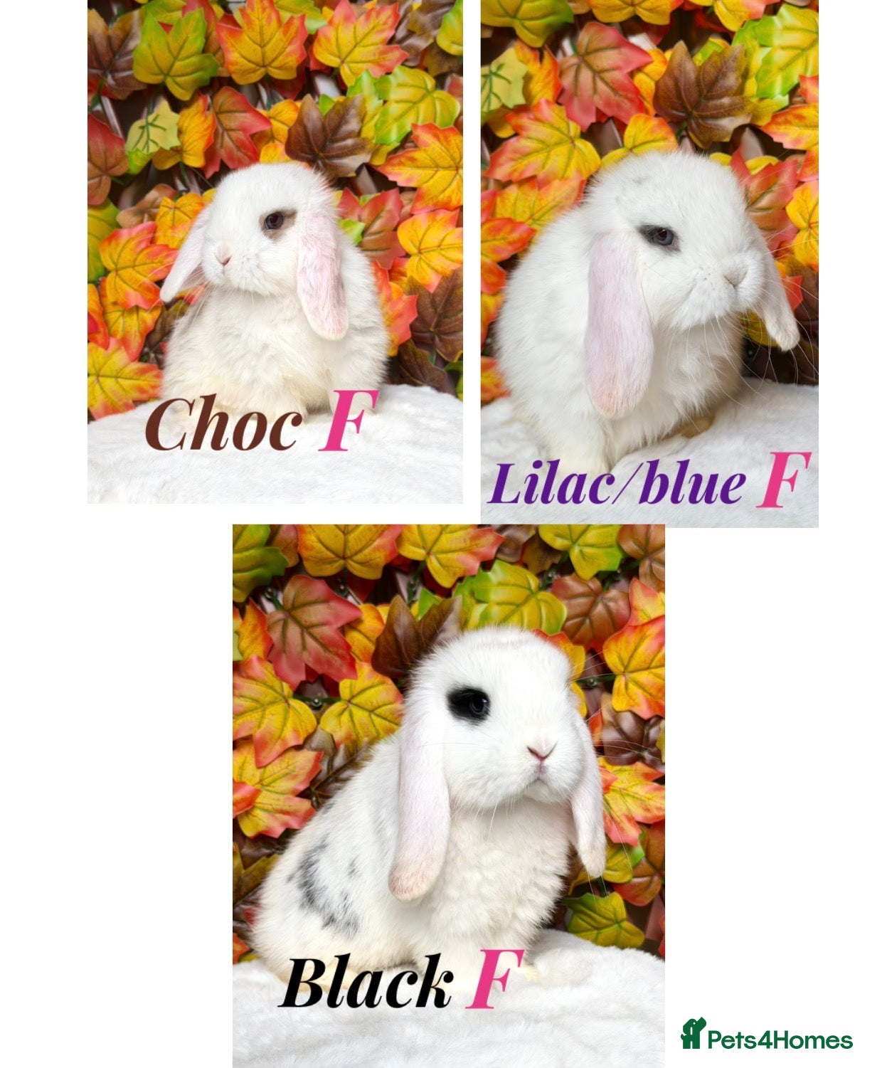 Mini Lop rabbits Minilop babies ready now!!! - Advert 3