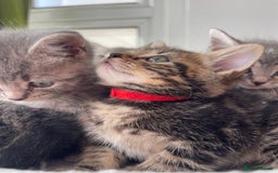 British Shorthair cats for sale: Beautiful kittens❤️ - Image 4