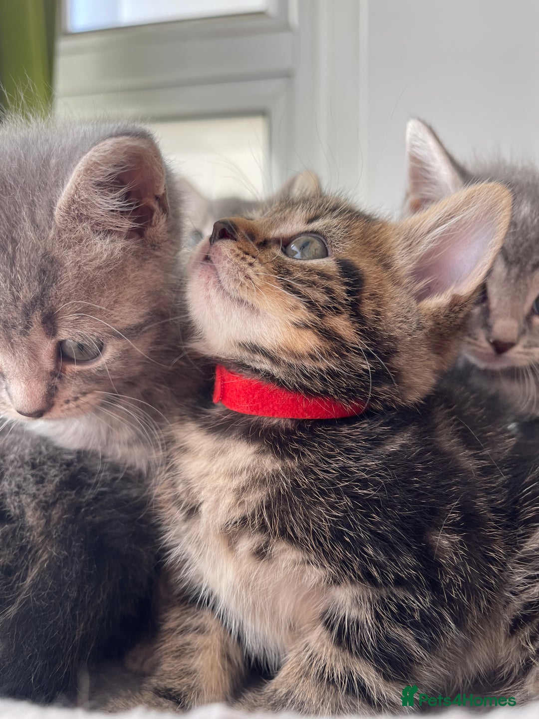 British Shorthair cats for sale: Beautiful kittens❤️ - Image 4