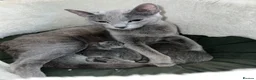Russian Blue cats for sale: 😻GCCF RUSSIAN BLUES😻 - Advert 8