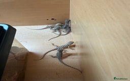 Bearded Dragon reptiles for sale: Bearded Dragon Babies - Image 10