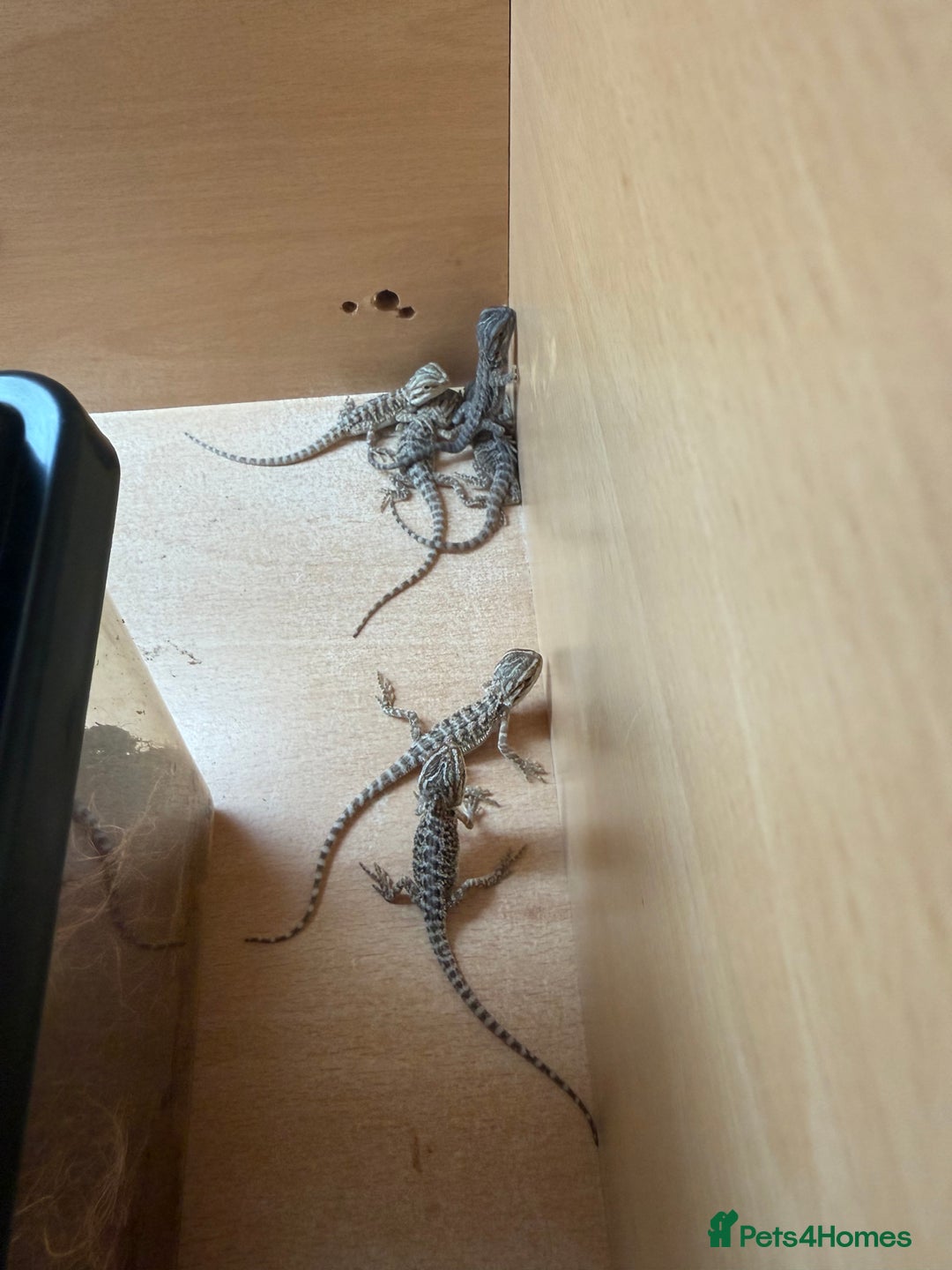 Bearded Dragon reptiles for sale: Bearded Dragon Babies - Image 10