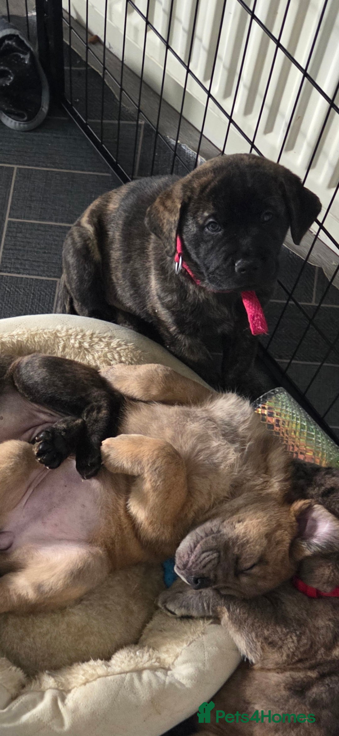 Mixed Breed dogs for sale: Mixed breed chow chow /great dane mastiff  - Image 5