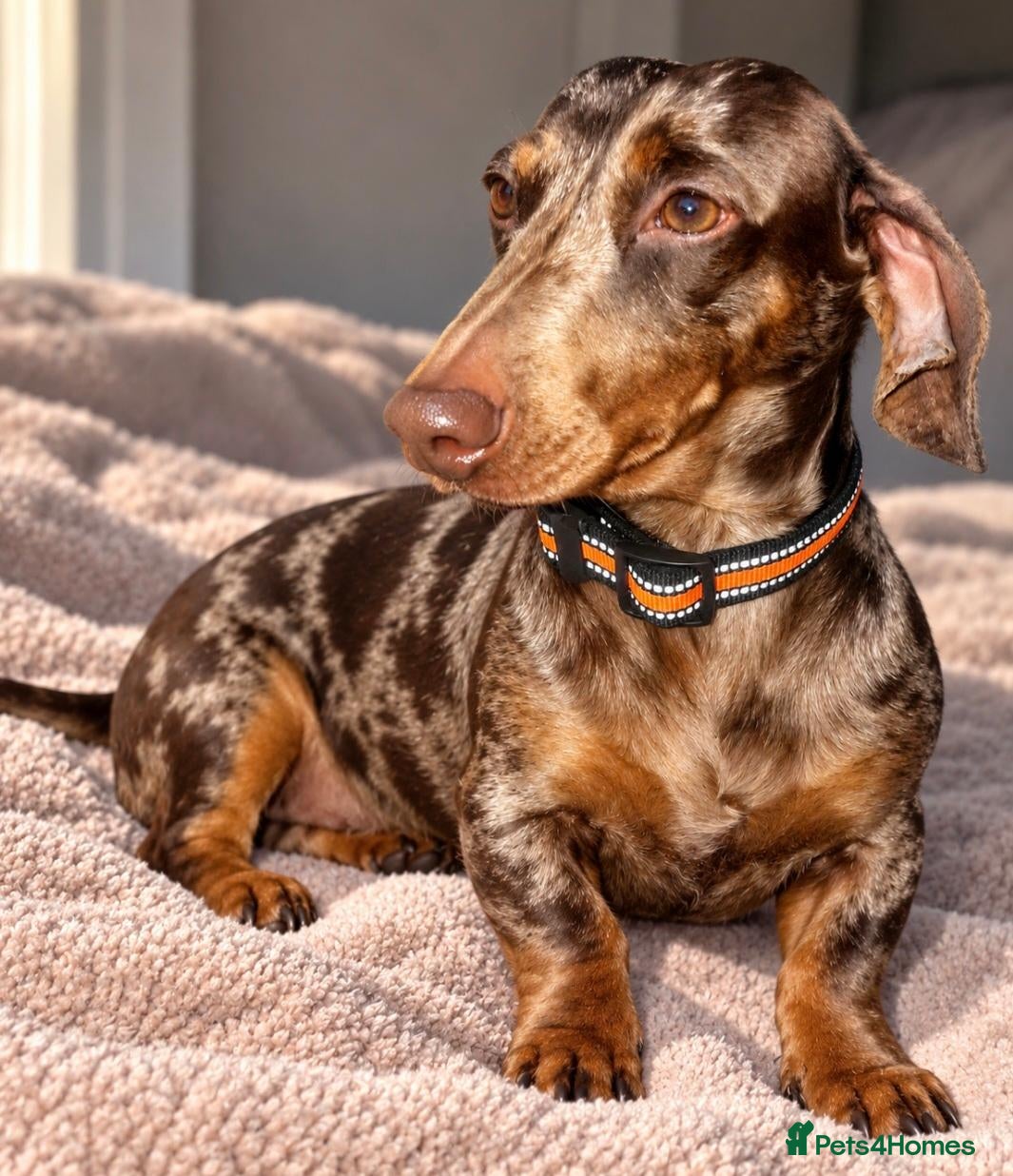 Miniature Dachshund dogs KC registered miniature daschund - Advert 1