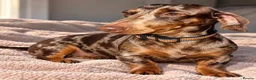 Miniature Dachshund dogs for sale: KC registered miniature daschund in Hartlepool - Advert 1