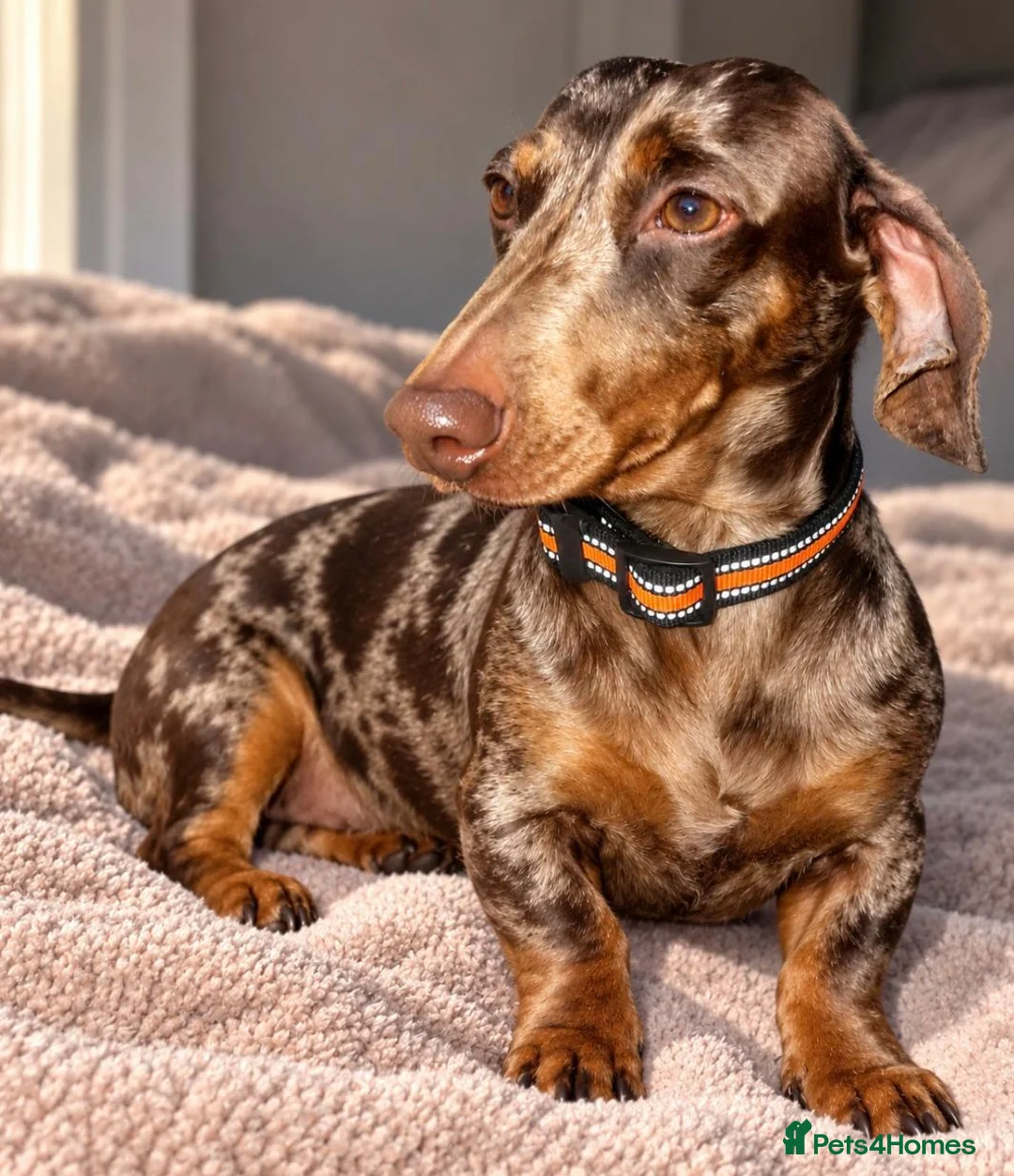 Miniature Dachshund dogs for sale: KC registered miniature daschund in Hartlepool - Advert 1