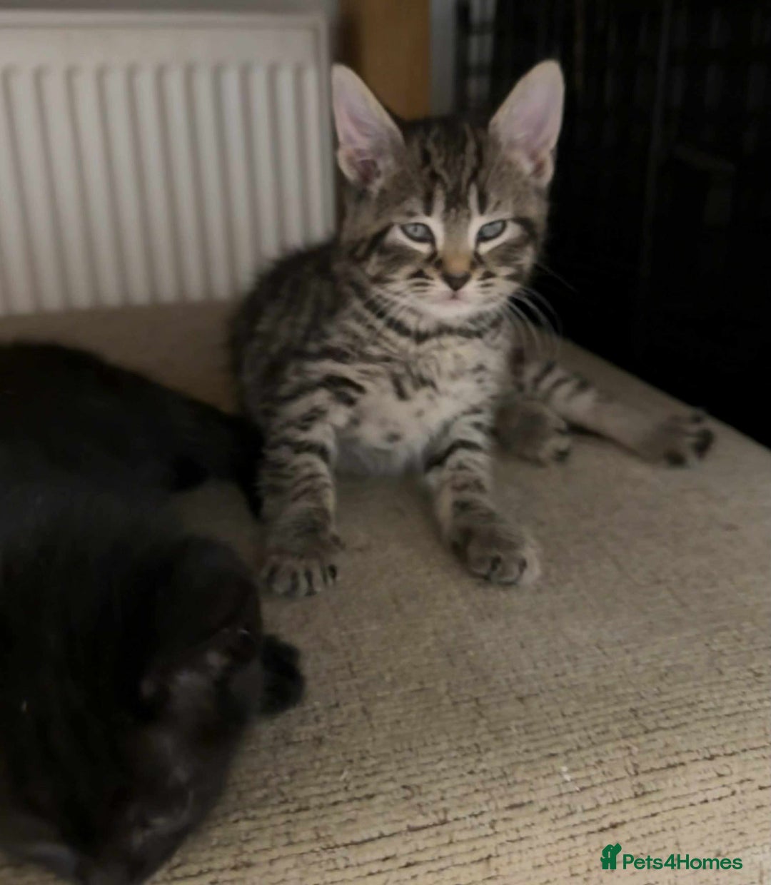 Bengal cats for sale: Tabby kittens  - Image 7
