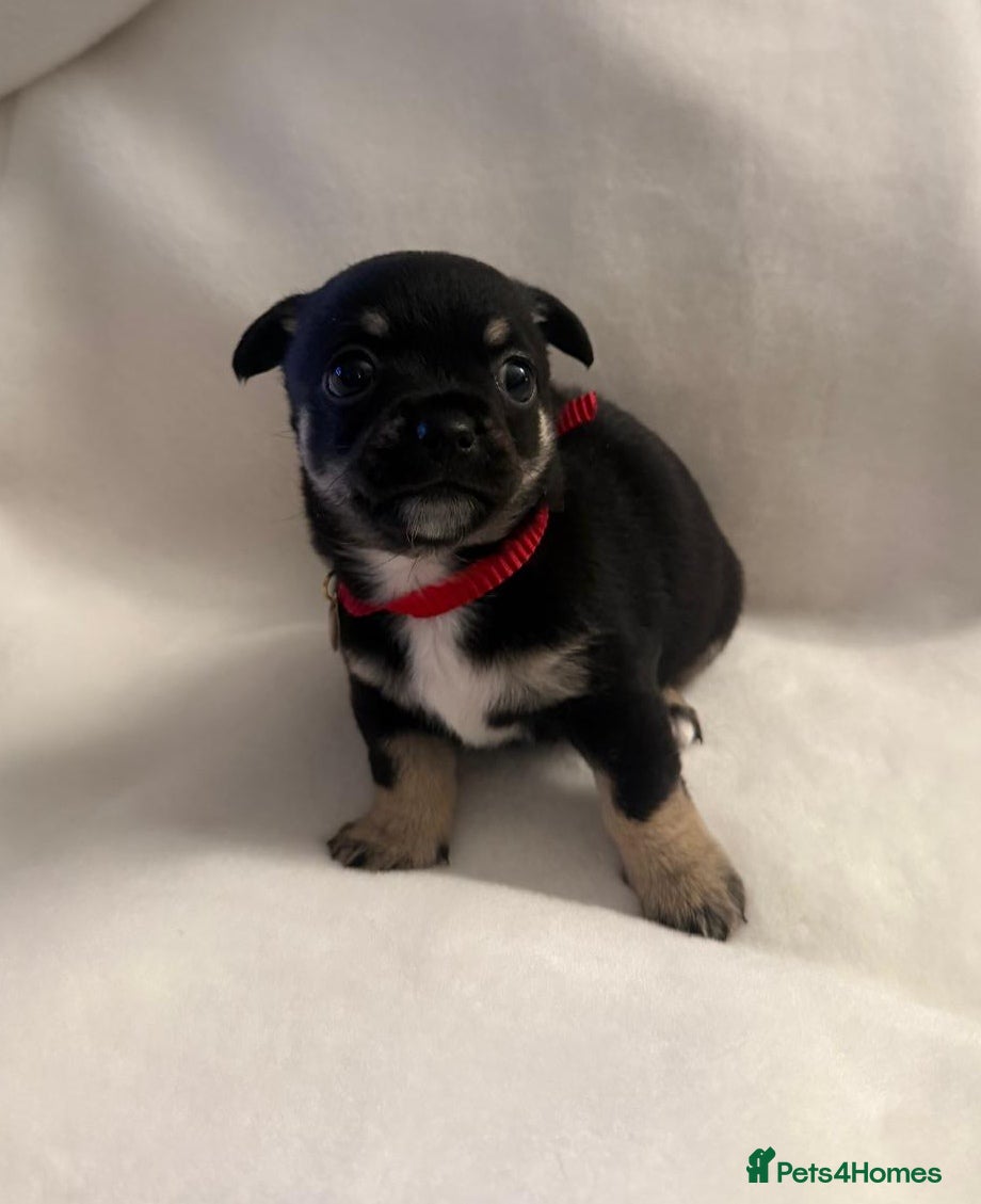 Jack Chi dogs Jachchi for sale  - Advert 1