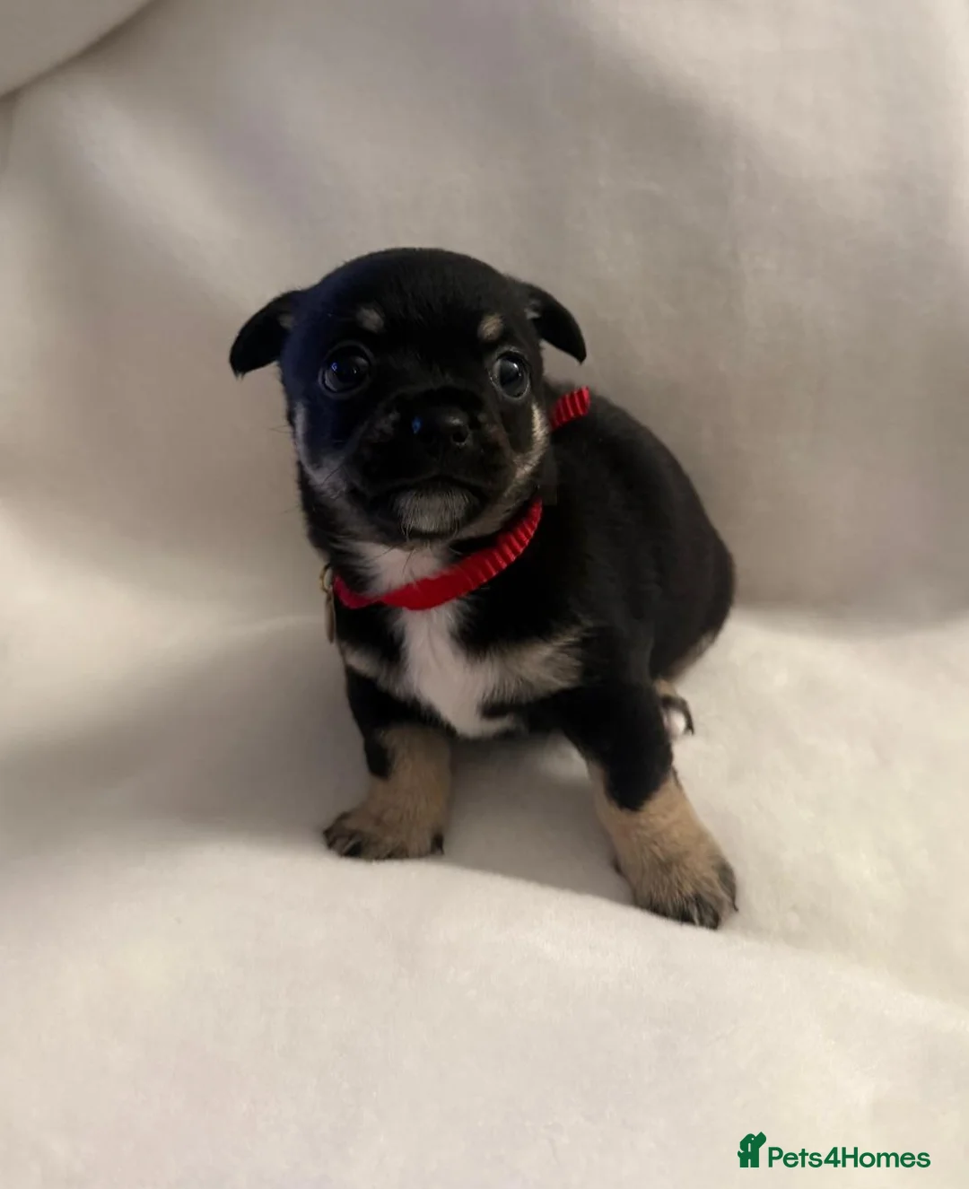 Jack Chi dogs for sale: Jachchi for sale  - Advert 1