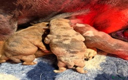 Mixed Breed dogs for sale: Mastibull puppies for sale  - Image 6