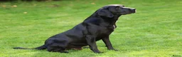 Labrador Retriever dogs for stud: Field Trial Champion, gorgeous black lab stud dog in Bristol - Advert 3