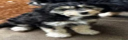 Mixed Breed dogs for sale: Rare Absolutely Stunning Phantom Cavapoo - Advert 6