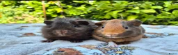 Guinea Pig rodents for sale: Two stunning Pet-bred boars 👀🏡 - Advert 1