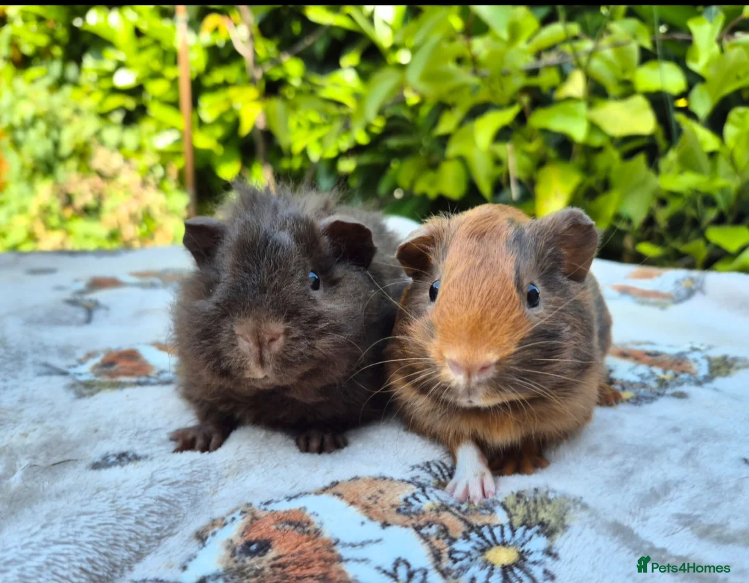 Guinea Pig rodents for sale: Two stunning Pet-bred boars 👀🏡 - Advert 1