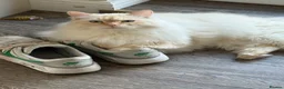 Siberian cats for sale: Sad sale 2 beautiful Siberian registered cats  - Advert 2