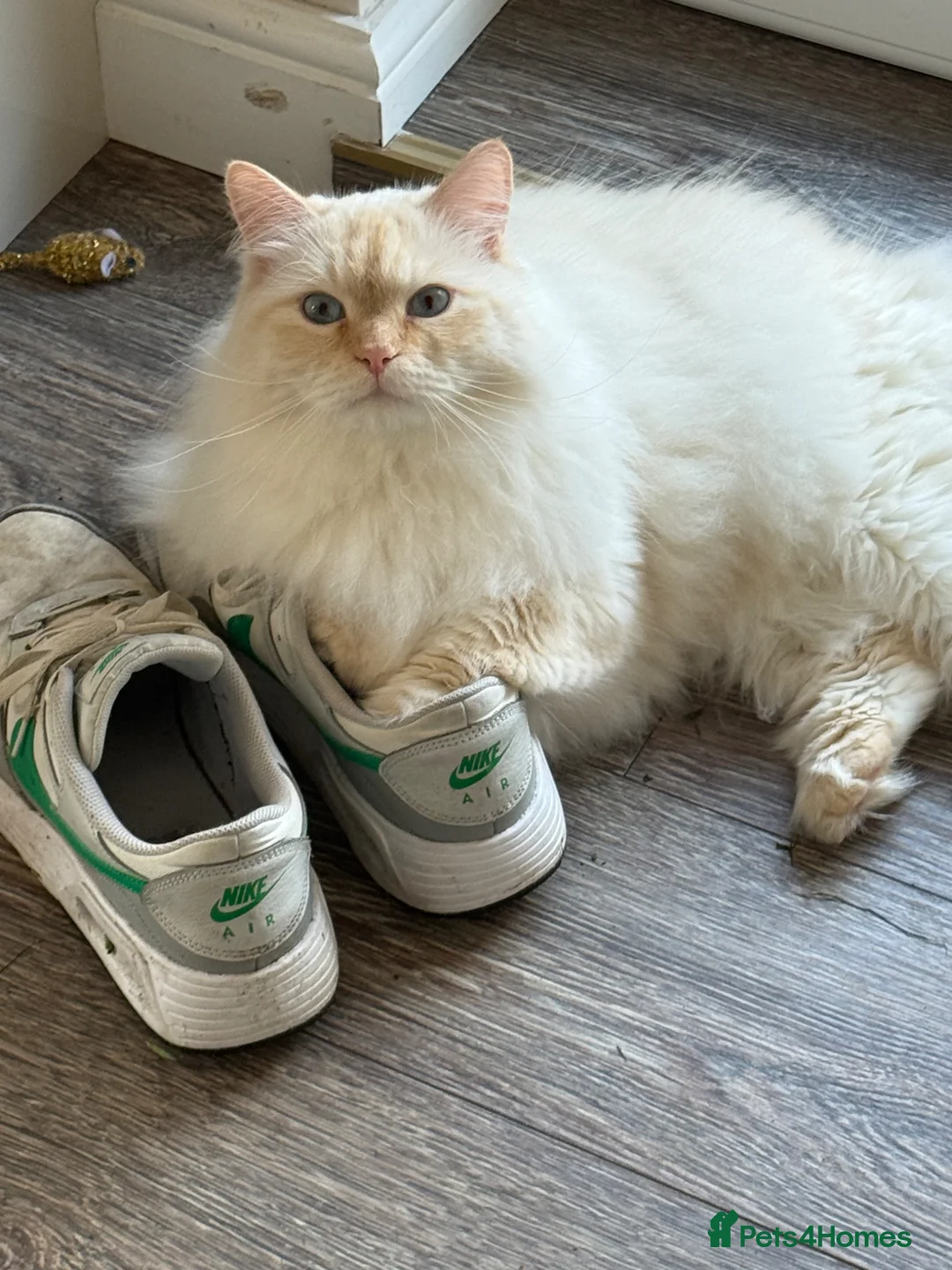 Siberian cats for sale: Sad sale 2 beautiful Siberian registered cats  - Advert 2