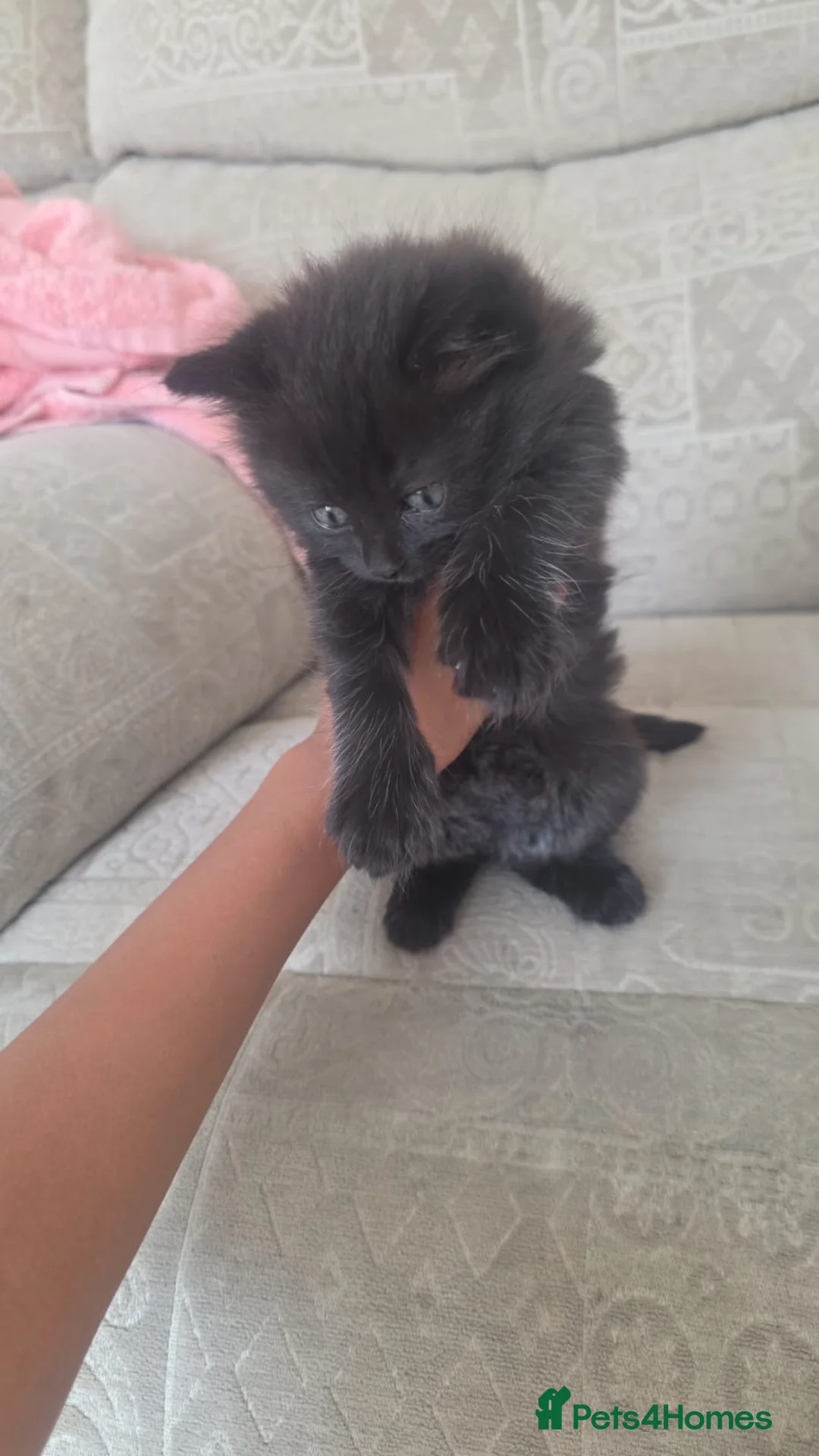 Mixed Breed cats for sale: Black kittens - Advert 9