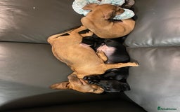 Mixed Breed dogs for sale: Patterjack cross Dachshund  - Image 11