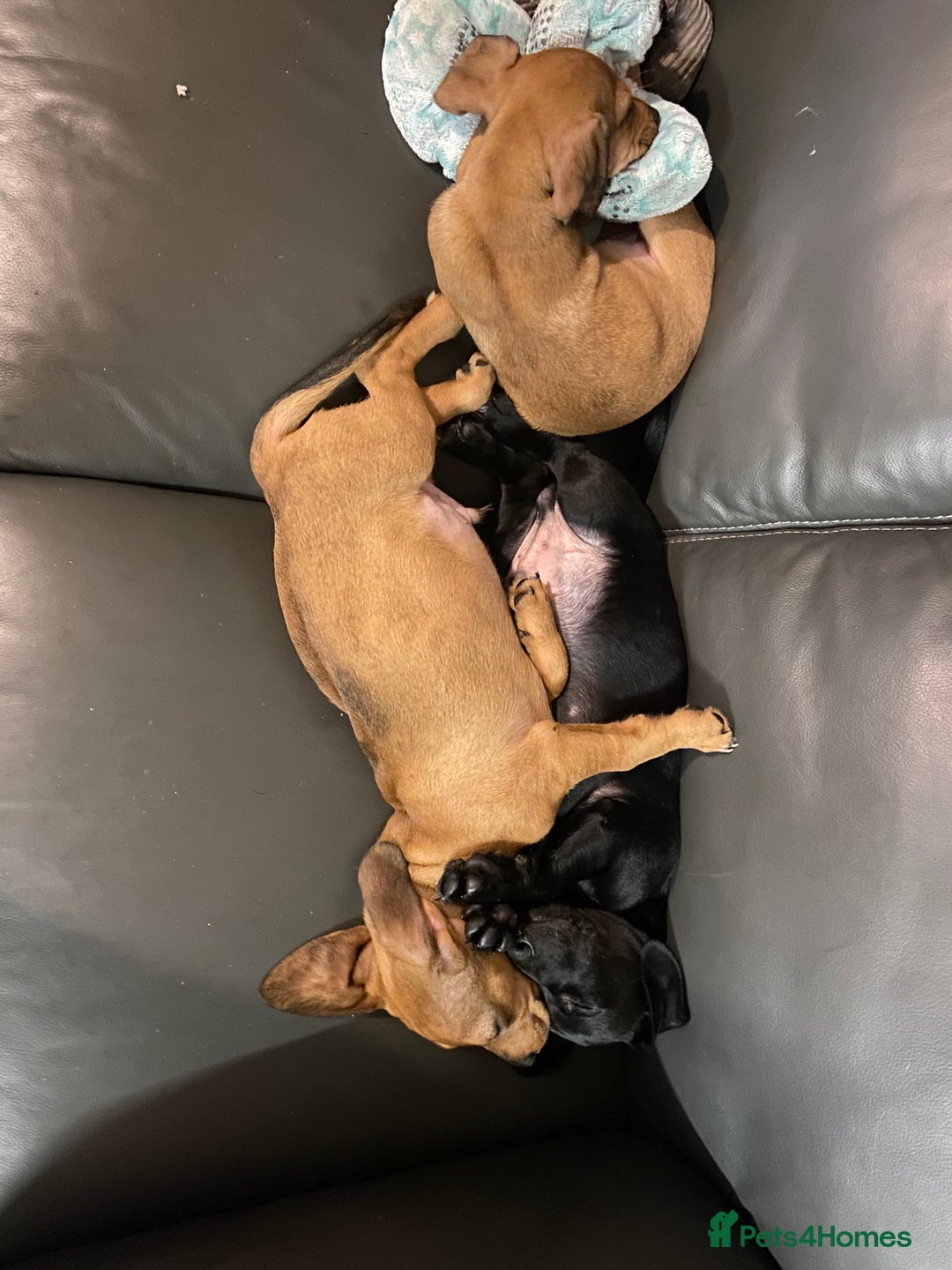 Mixed Breed dogs for sale: Patterjack cross Dachshund  - Image 11