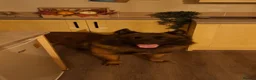Mixed Breed dogs for sale: Belgian shepherd  in Houghton le Spring - Advert 3
