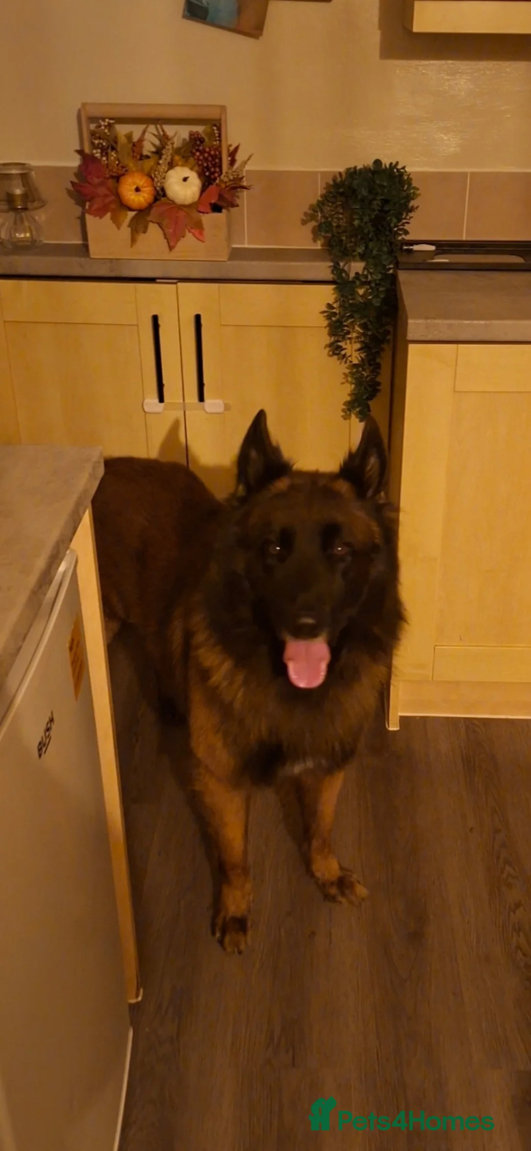 Mixed Breed dogs for sale: Belgian shepherd  in Houghton le Spring - Advert 3