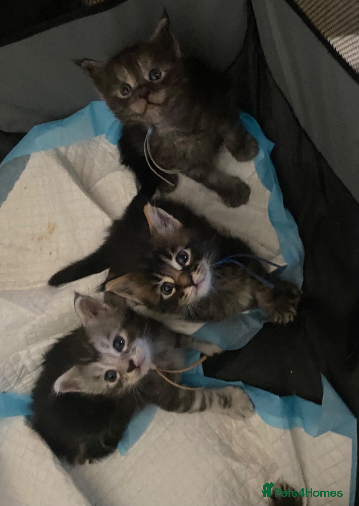 Maine Coon cats TICA registered large Maine Coon kittens - Advert 3