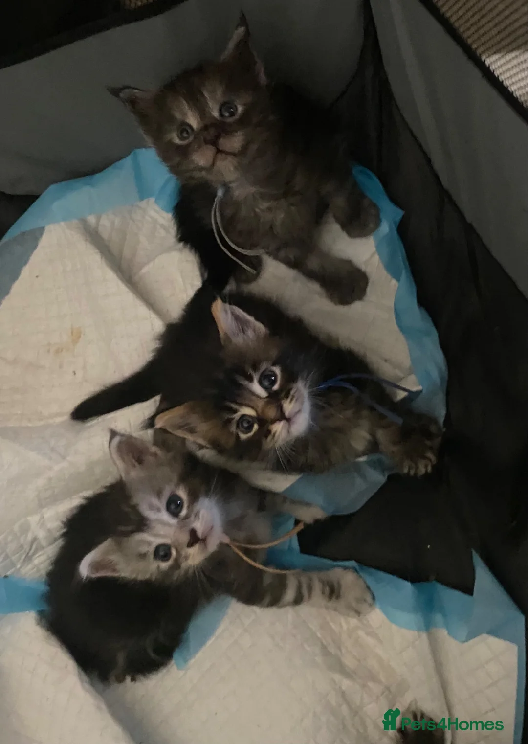 Maine Coon cats for sale: TICA registered large Maine Coon kittens in Newport - Advert 1