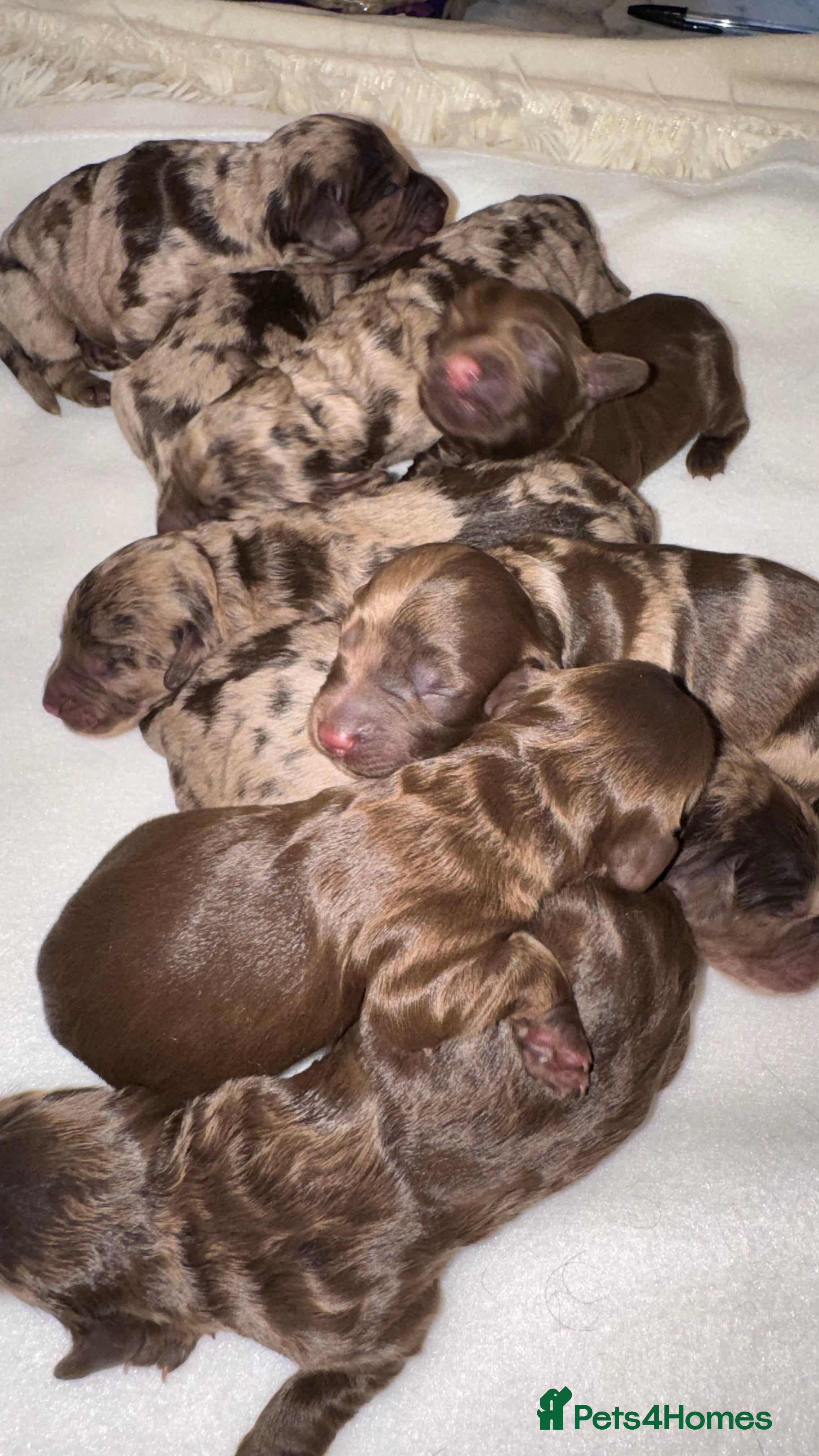 Cockapoo dogs Extensive DNA Tested Cockapoo pups, Ready 4th Feb - Advert 13