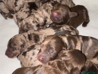 Cockapoo dogs stunning merle cockapoo pups, ready 4th February - Advert 15