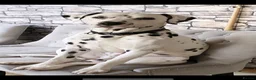 Dalmatian dogs for stud: Kalvadene nick of time - Stud Dog  - Advert 5